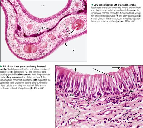 Respiratory System Basicmedical Key