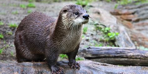 Where To See Otters In Scotland Eagle Brae