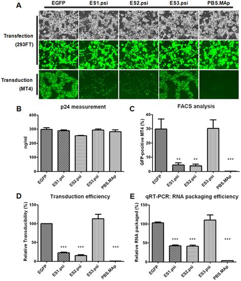 Transduction Efficiency And RNA Packaging Of Various Lentiviral