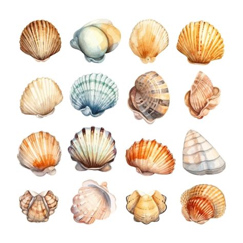 Free Vector Set Of Watercolor Seashells On Isolated Illustration Sea