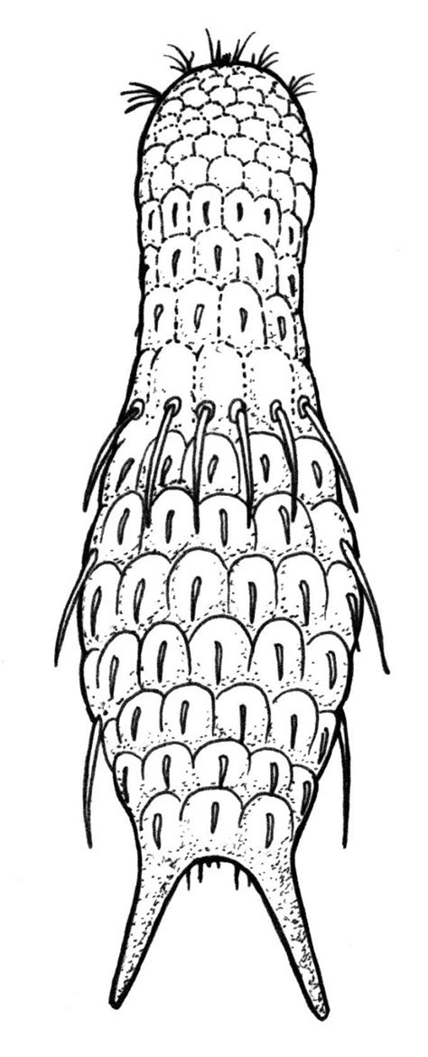 Filo Gastrotricha Vista Dorsal Do Corpo De Um Exemplar Do Gênero Chaetonotus Canal Cecierj