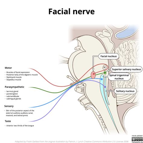 Facial Nerve Physiopedia