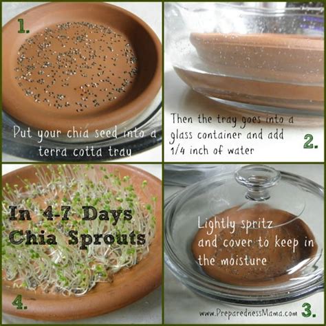 Everything About Growing And Using Chia Sprouts