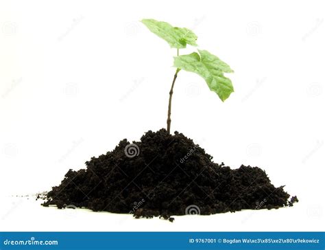 germinating plant stock image image  seed leaves early