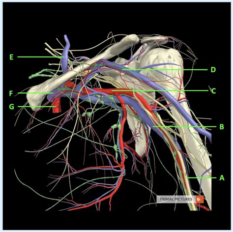 Shoulder Nerves Arteries And Veins 1b Diagram Quizlet