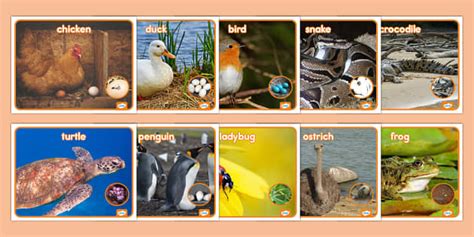 Oviparous Animals Photos Teacher Made Twinkl