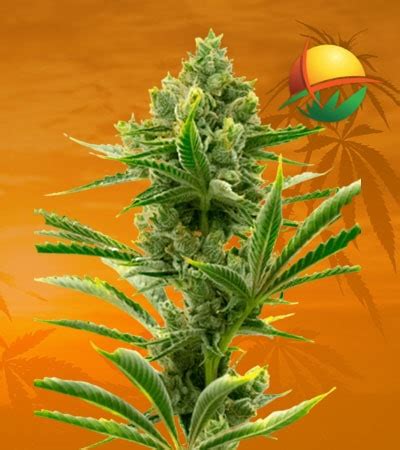 Badazz Cheese Seeds For Sale Feminized Askgrowers