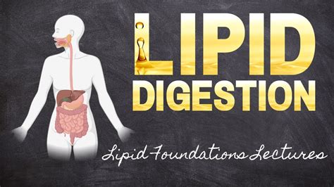 Lipid Digestion Overview Part 8 Lipid Foundations Macronutrients