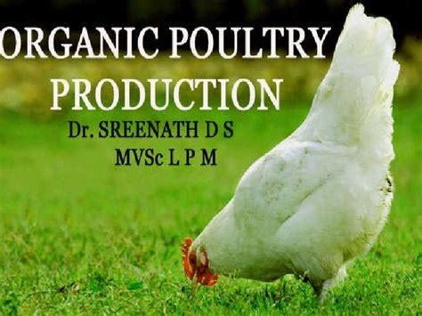 Organic Poultry Farming