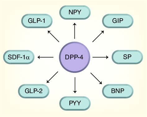 Dipeptidyl peptidase 4 cleaves many substrates in addition to ... 