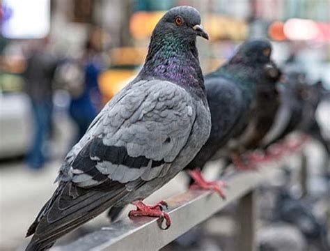 How To Get Rid Of Pigeons Environ Pest Control