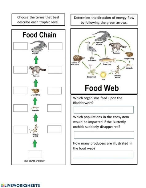 56536 Live Work Sheet Energy Flow In Ecosystems Dana