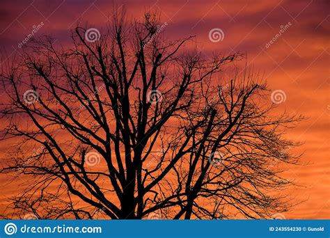 Naked Trees Royalty Free Stock Photo Cartoondealer