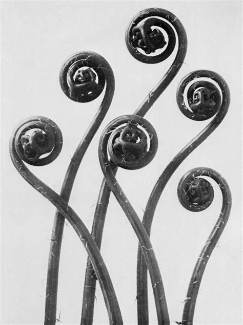 Galería Karl Blossfeldt Oscar En Fotos