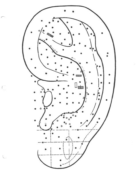 CALE Important Auricular Points Diagram Quizlet