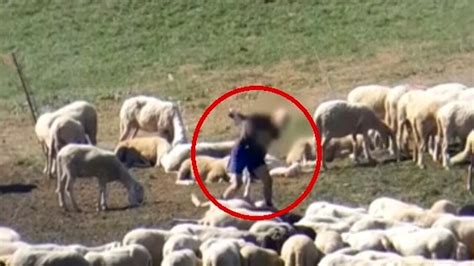 Trentino Calci E Pugni Agli Agnellini Il Video Nascosto Del Pastore