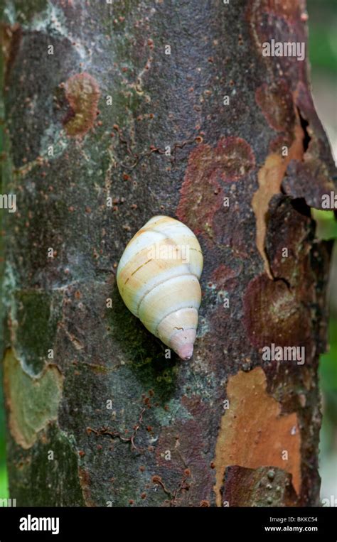 Everglades Tree Snail Liguus Fasciatus Everglades Florida Usa Stock