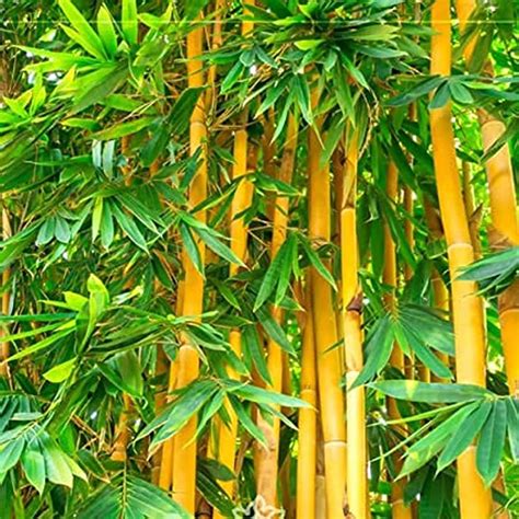 plant grow golden bamboo outdoor plant