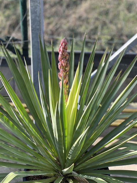 Yucca Gloriosa Palmlelie Dorleyplantsbe