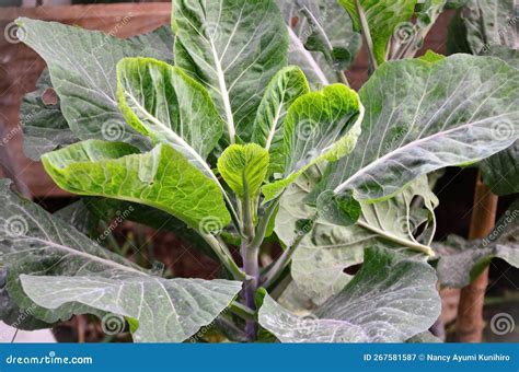 A Brassica Oleracea Plant Growing In The Vegetable Garden Stock Image Image Of Cultivado