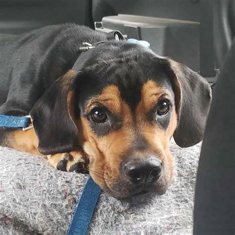 26 Beagle Mixes, So Adorable To Die For