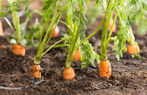 How To Plant Carrots In Your Small Garden Cherry Blossom