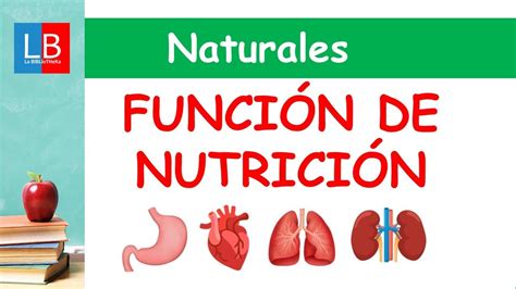 Funci N De Nutrici N Para Ni Os Primaria Youtube