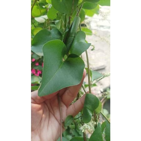 Jual Daun Binahong Per Lembar Shopee Indonesia