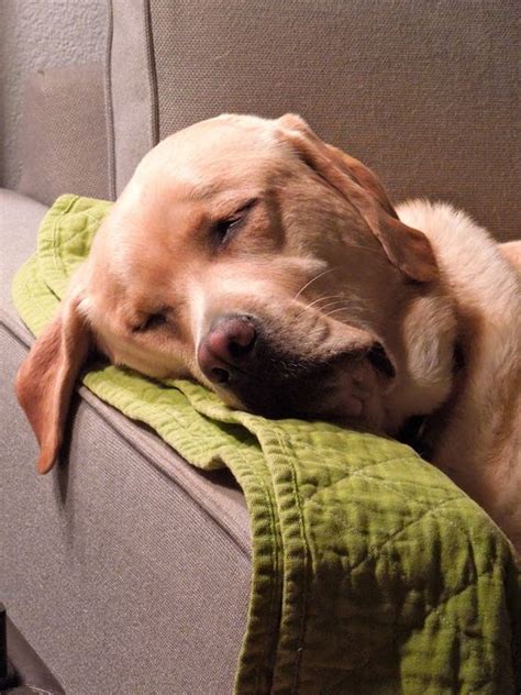 The 14+ Funniest Labrador Sleeping Positions | Pet Reader