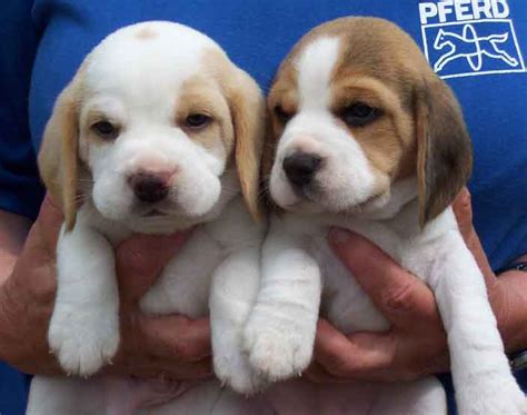 Beagle dogs - MY PETS