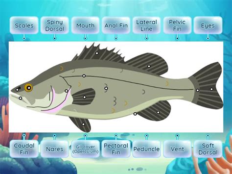 Fish External Anatomy Labelling - Labelled diagram