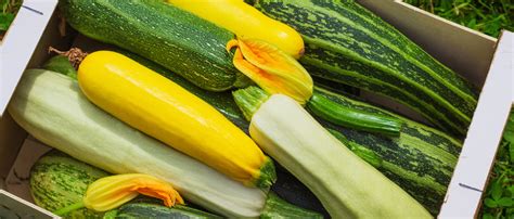 La Courgette Un L Gume Fruit Prolifique Du Potager Mon Jardin D Id Es