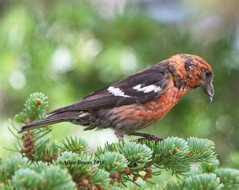 White-winged Crossbill | VisitingNature