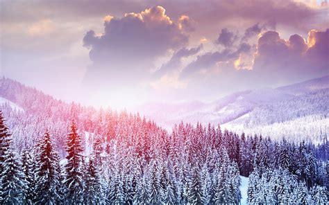 Winter Pink Wallpapers Wallpaper Cave