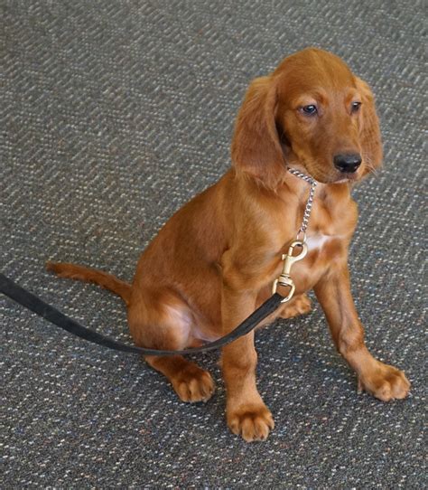 Chief Irish Setter Puppy Mans Best Friend