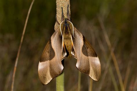 Coequosa Triangularis Donovan Double Headed Hawk M Flickr