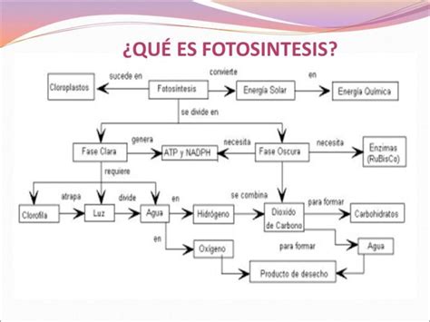 Mapa Conceptual De La Fotosíntesis ¡guía Paso A Paso