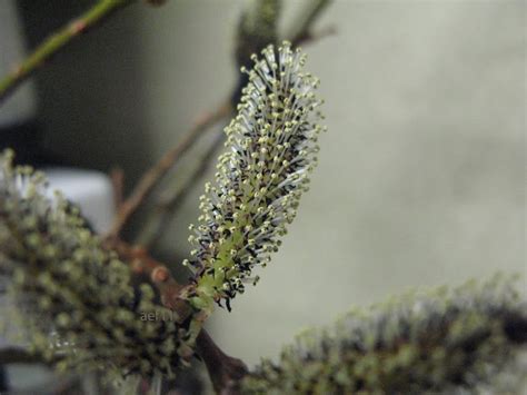 Arborboy Plant Of The Week Black Pussy Willow