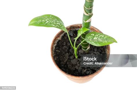 tanaman dieffenbachia tanaman hias  pot foto stok  gambar