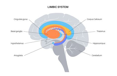 Brain Hippocampus Amygdala