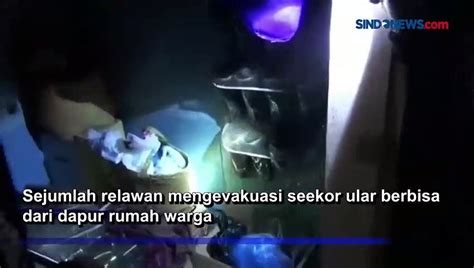 Pulang Tarawih Penghuni Rumah Di Palangkaraya Kaget Ada Ular Berbisa