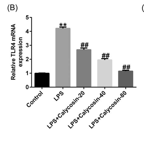 CA inhibits the tolllike receptor 4 TLR4 nuclear factor NF κB