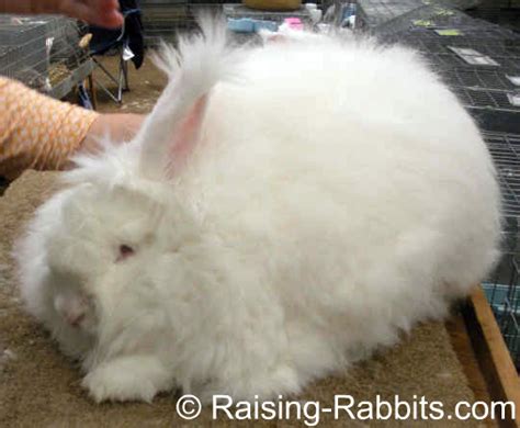 German Angora Rabbits Description Wool Care Of German Angoras