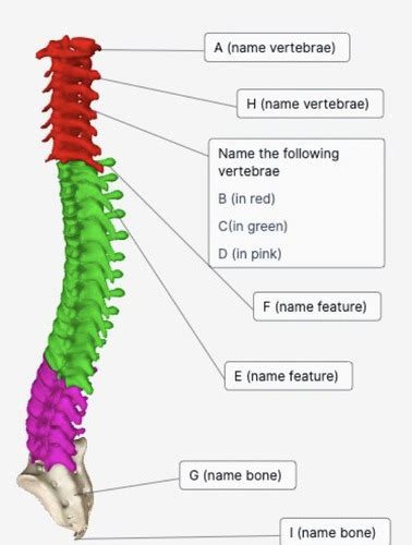 Vertebrae Flashcards Quizlet