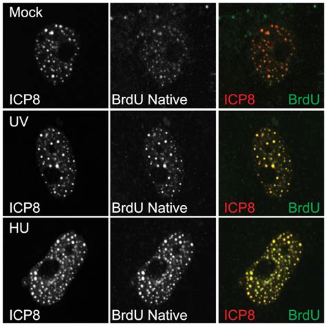 The Four Protein Complex Localizes To Sites Of Dna Damage Vero Cells