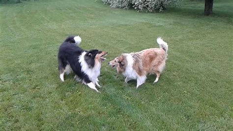 Collies Play Fighting Youtube