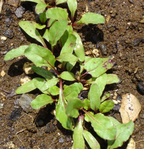 Growing Beetroot (Beets) in Australia - sub-tropical climate