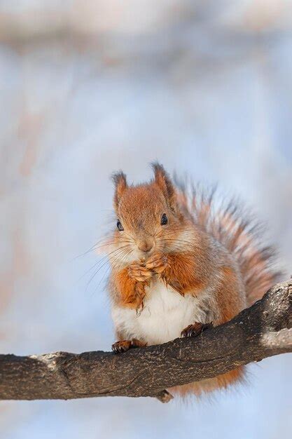 Premium Photo Selective Image Of Red Squirrels Eating Nut On Wooden Stump