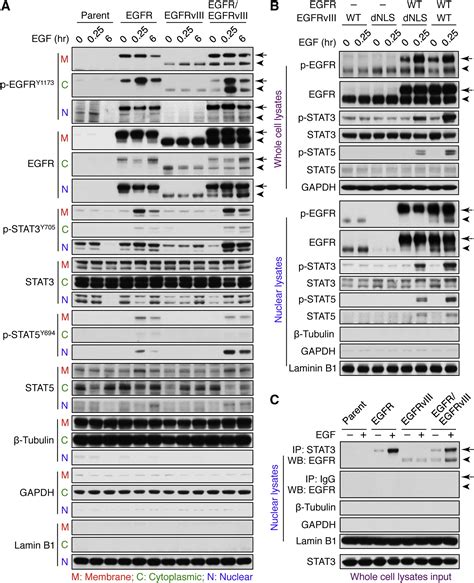 Egfr Phosphorylates Tumor Derived Egfrviii Driving Stat And