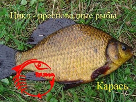 Карась описание, образ жизни - YouTube